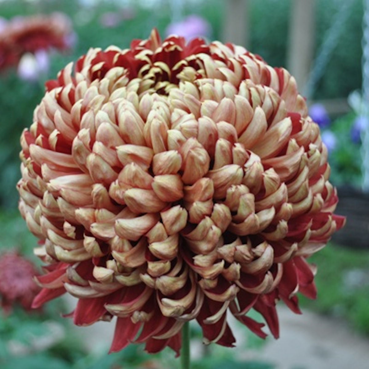 Puriri Lane | Chrysanthemum | Geoff Brady