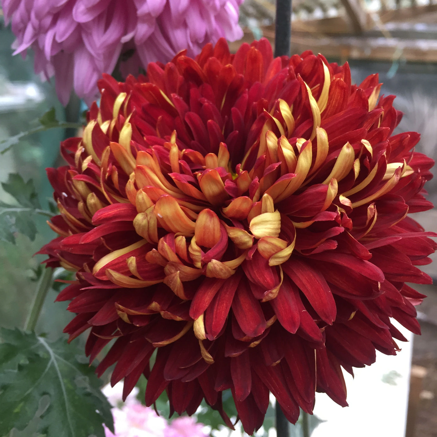 Puriri Lane | Chrysanthemum | George Griffiths
