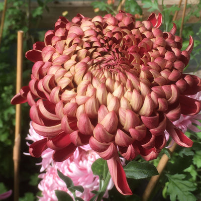 Puriri Lane | Chrysanthemum | Kokka Shaku