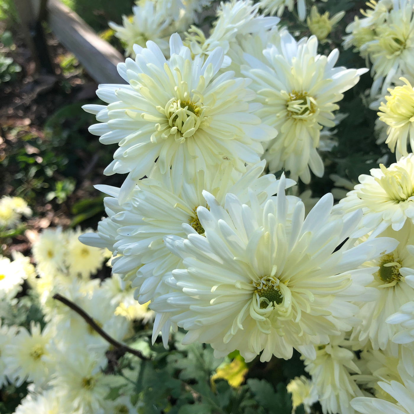Puriri Lane |Chrysanthemum |Lemonade Fizz