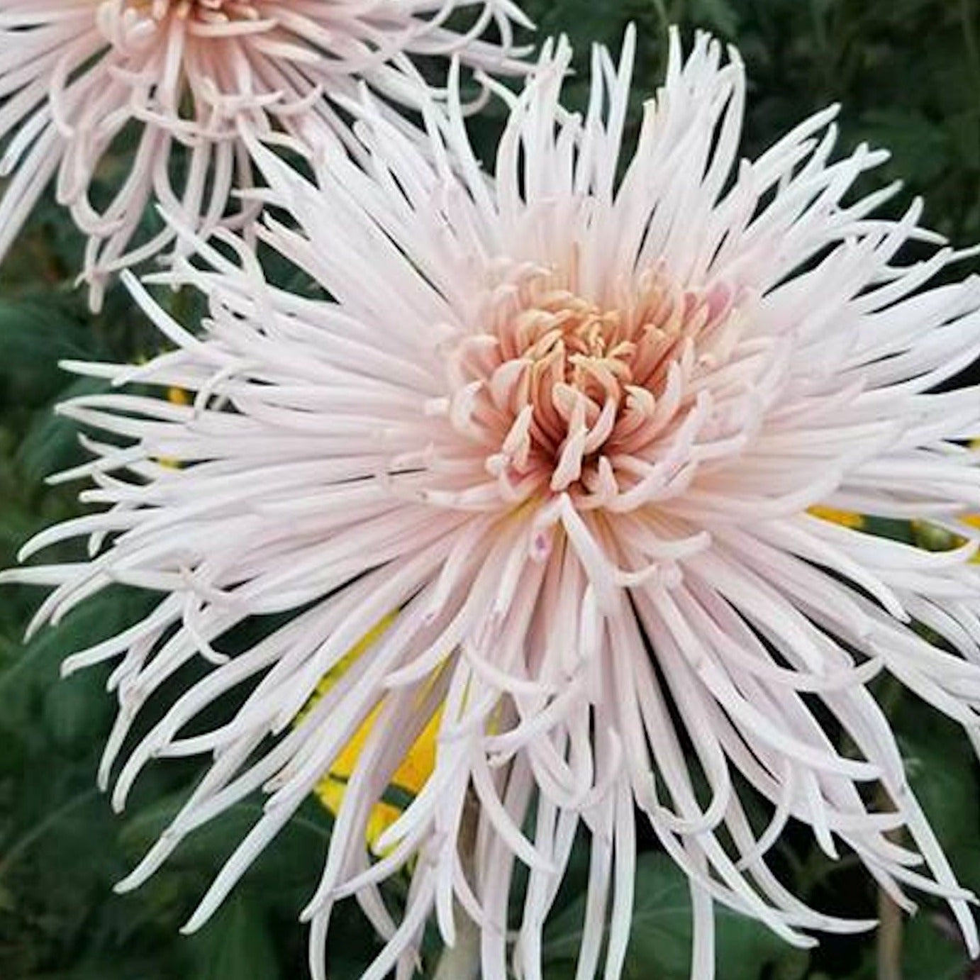 Puriri Lane }| Chrysanthemum | Patricia Grace