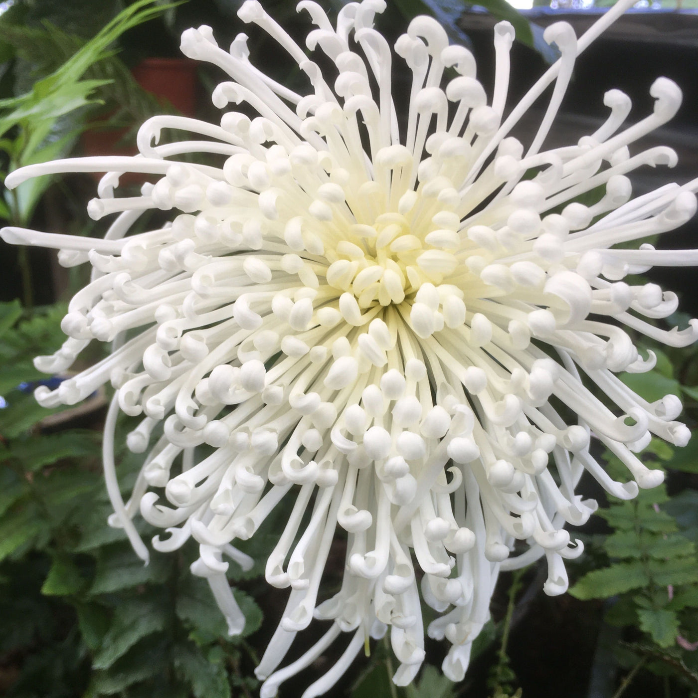 Puriri Lane | Chrysanthemum | Perfect Accent