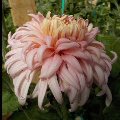 Puriri Lane | Chrysanthemum | Pink John Wingfield