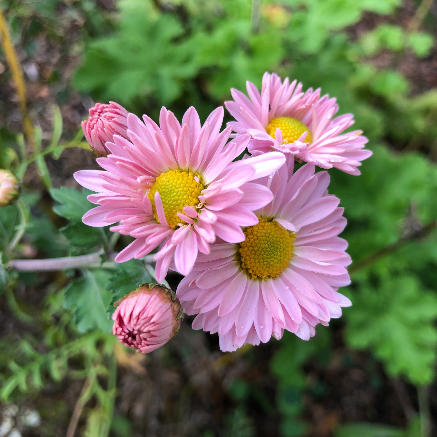 Puriri Lane | Chrysanthemum | Pretty In Pink