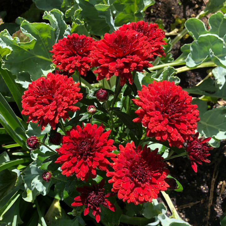 ARABIA エステリ \"Chrysanthemum leucanthemum\" Amazon.com : New Home Garden Plant 100 Seeds OX EYE DAISY
