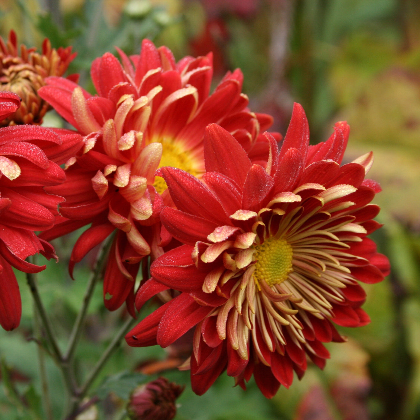 Puriri Lane | Chrysanthemum | Touch of Gold
