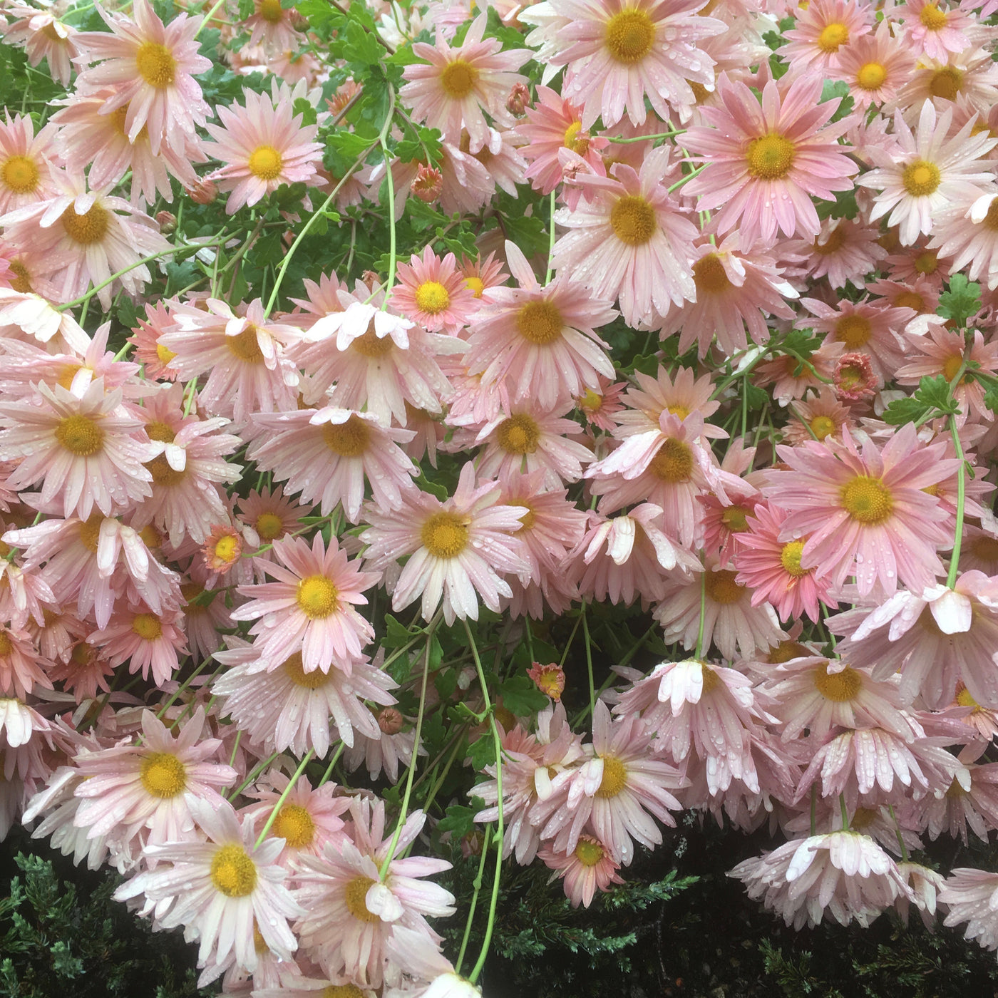 Puriri Lane | Chrysanthemum | Bev's Pink