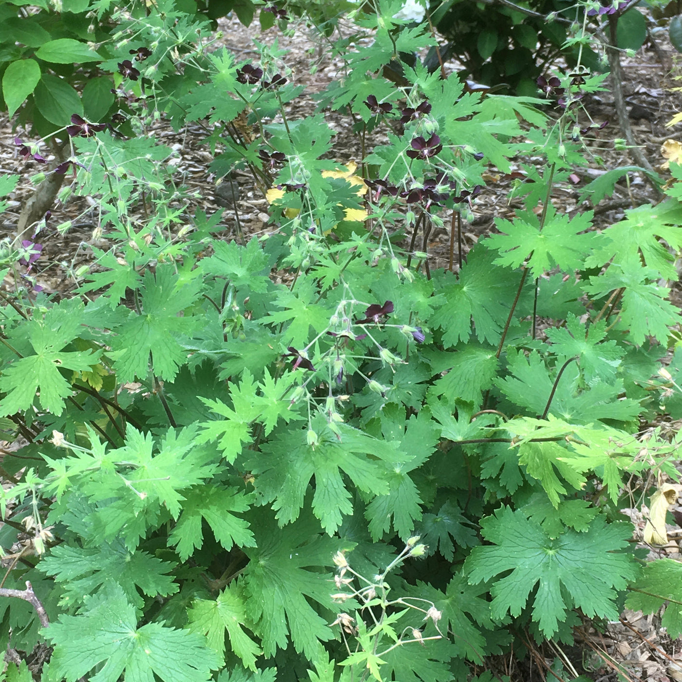 Cranesbill geranium phaeum | Raven