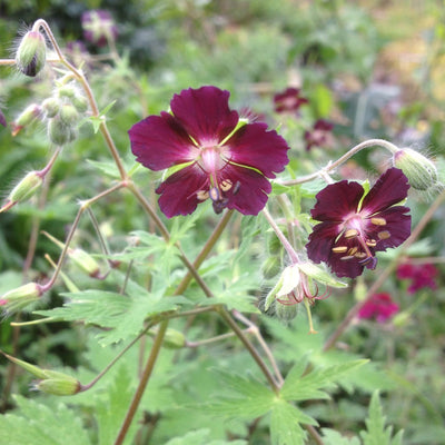 Geranium phaeum | Raven | Cranesbill