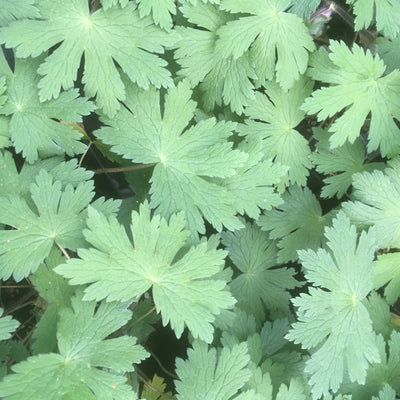 Puriri Lane | Cranesbill Geranium | Phaeum Samobor | Raven