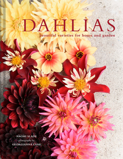 Puriri Lane | Dahlias | Beautiful varieties for home and garden