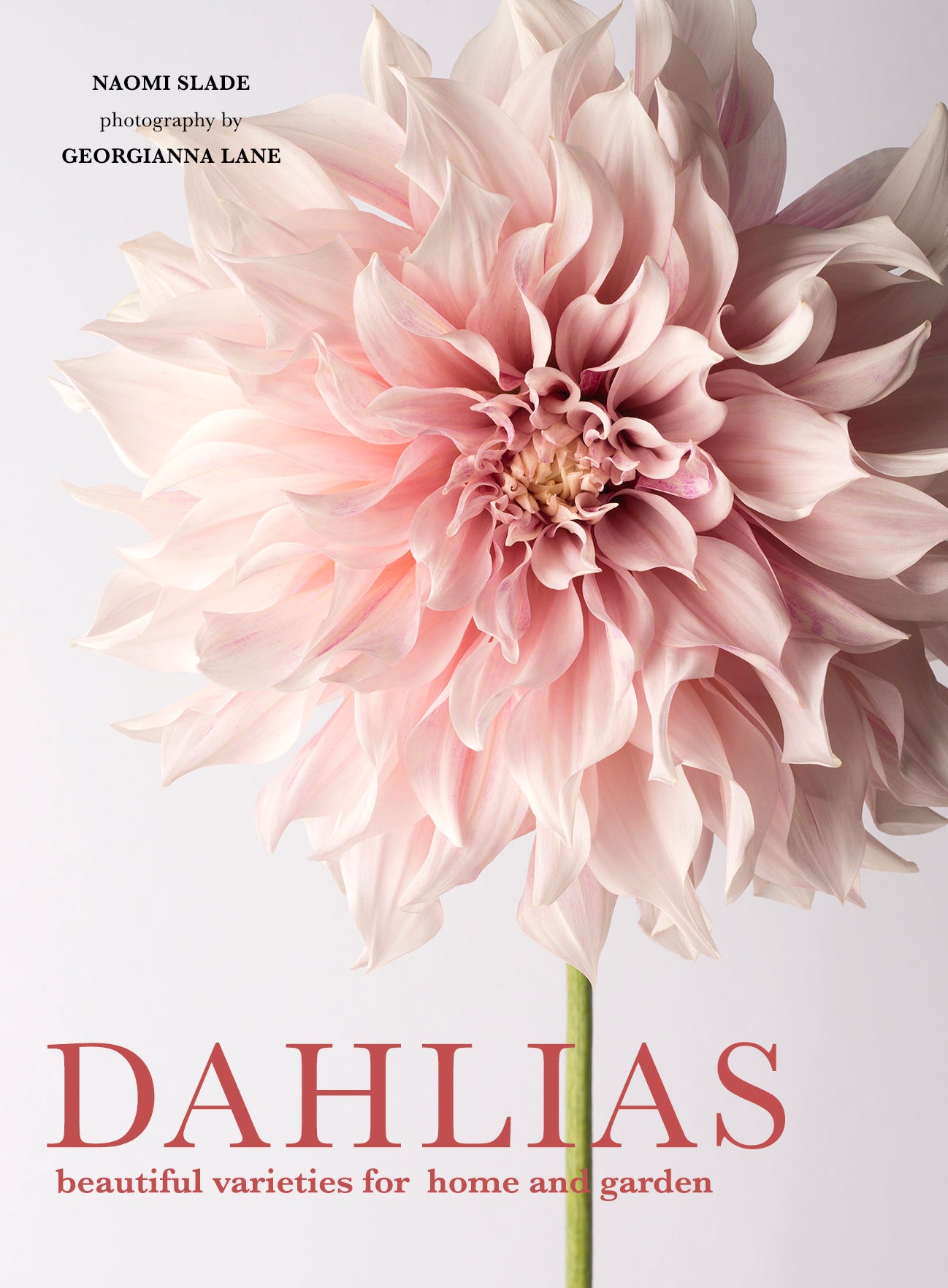 Puriri Lane | Dahlias | Beautiful varieties for home and garden