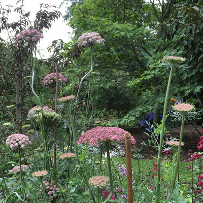 Puriri Lane | Daucus carota | Chocolate Kisses