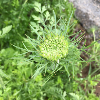 Puriri Lane | Daucus carota | Chocolate Kisses