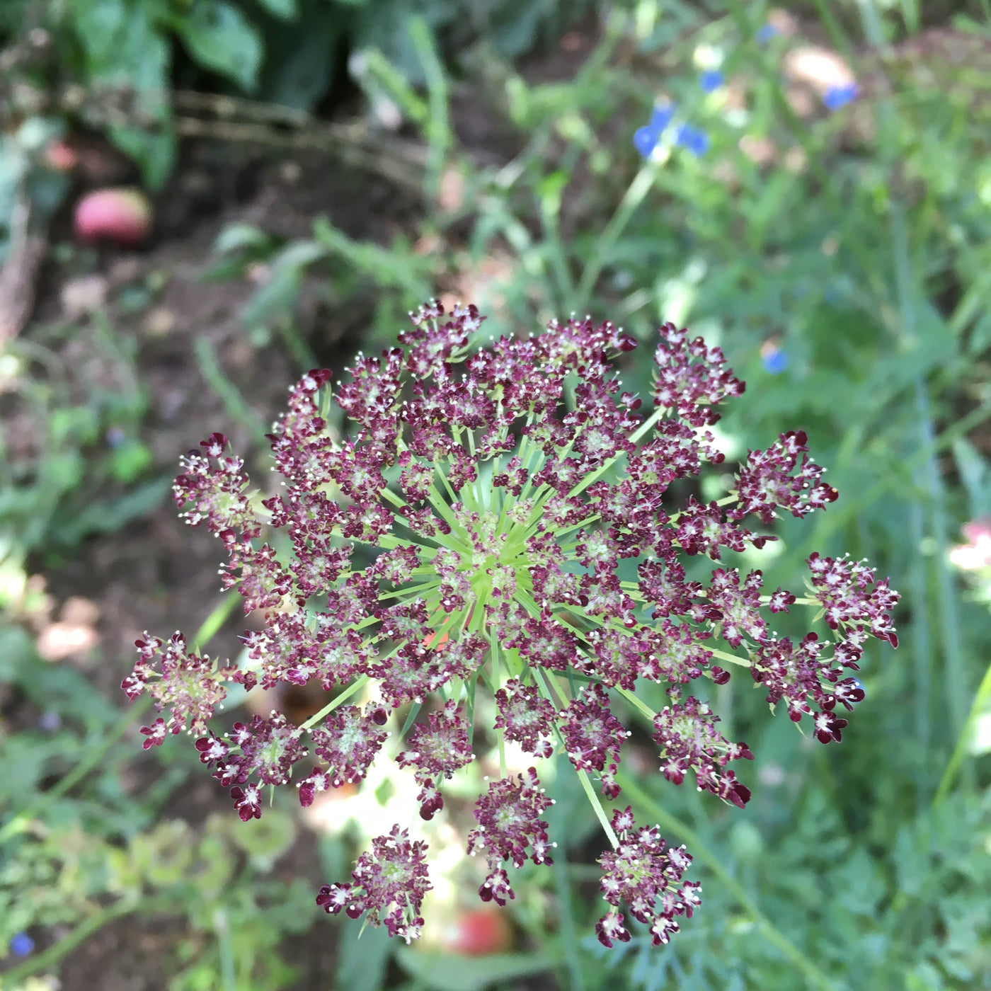 Puriri Lane | Daucus carota | Chocolate Kisses