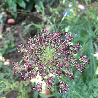 Puriri Lane | Daucus carota | Chocolate Kisses