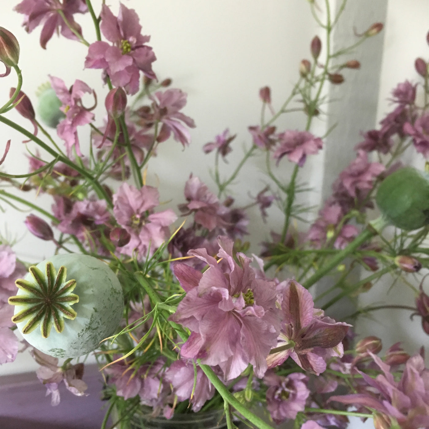 Puriri Lane | Delphinium consolida | Misty Lavender