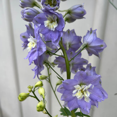 Delphinium elatum | Lavender Ladies