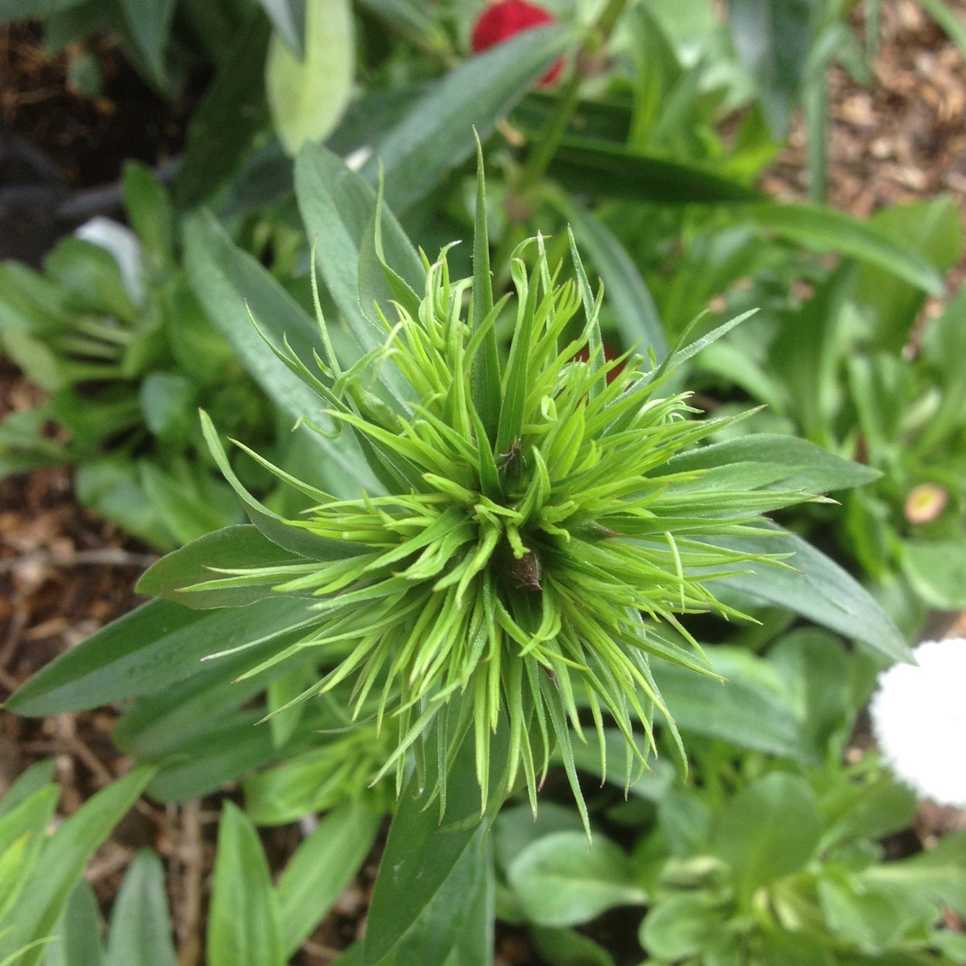 Puriri Lane | Dianthus barbatus | Alba