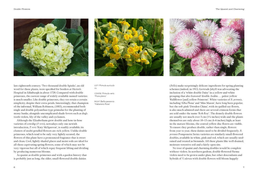 Puriri Lane | Double Flowers | Nicola Ferguson