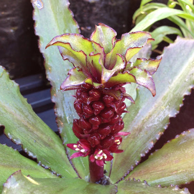 Puriri Lane | Eucomis  | Tiny Piny