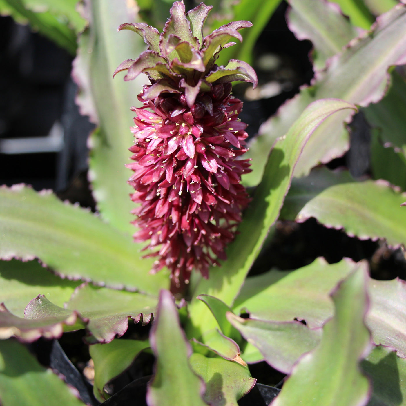 Puriri Lane | Eucomis  | Tiny Piny