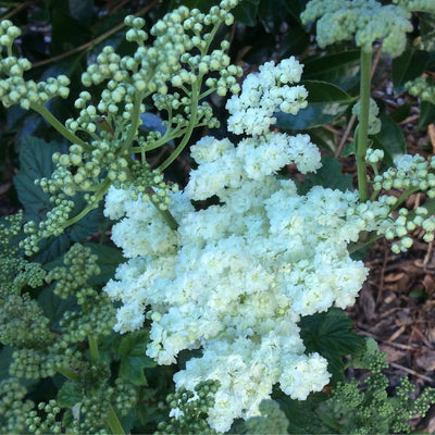 Puriri Lane | Filipendula ulmaria | Flore Pleno