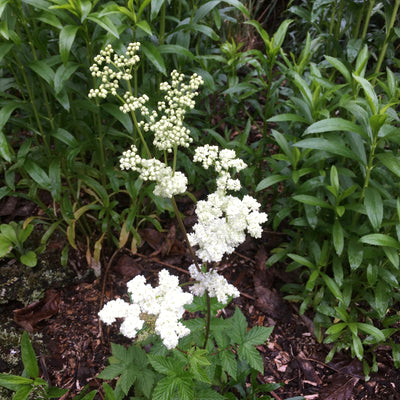 Puriri Lane Filipendula ulmaria | Flore Pleno