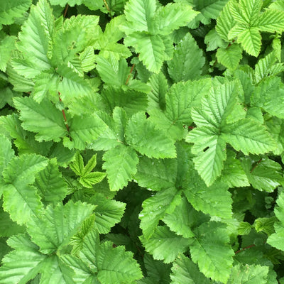 Puriri Lane | Filipendula ulmaria | Flore Pleno