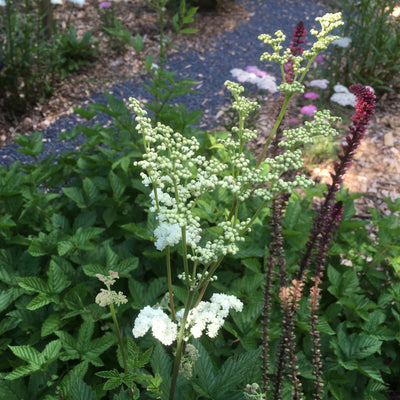 Puriri Lane | Filipendula ulmaria | Flore Pleno