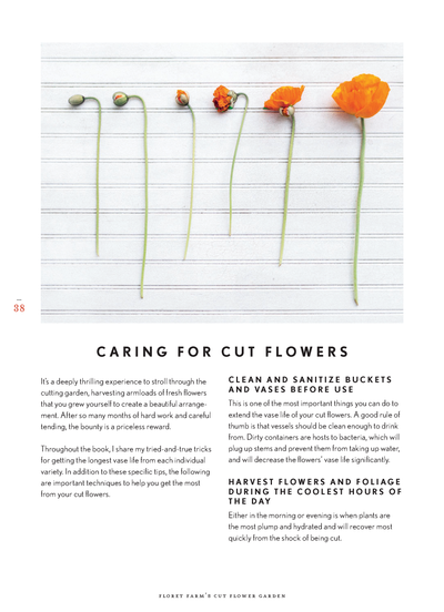 riri Lane | Floret Farm's | Cut Flower Garden | Erin Benzakein