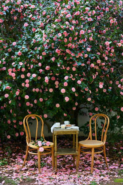 Puriri Lane | French Country Cottage | Inspired Gatherings