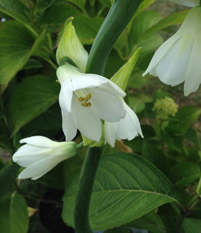 Puriri Lane | Galtonia candicans