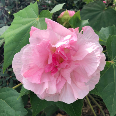 Puriri Lane HIbiscus mutablis | Confederate Rose