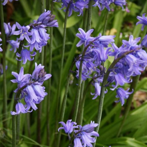Puriri Lane | Hyacinthoides hispanica | Blue Bells