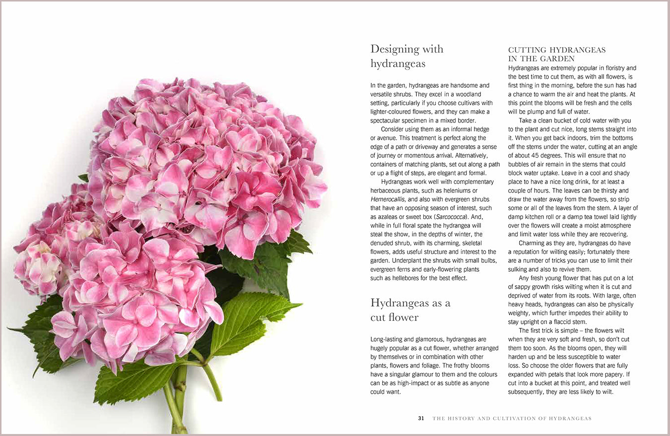 Puriri Lane | Hydrangeas | Beautiful varieties for home and garden | Naomi Slade