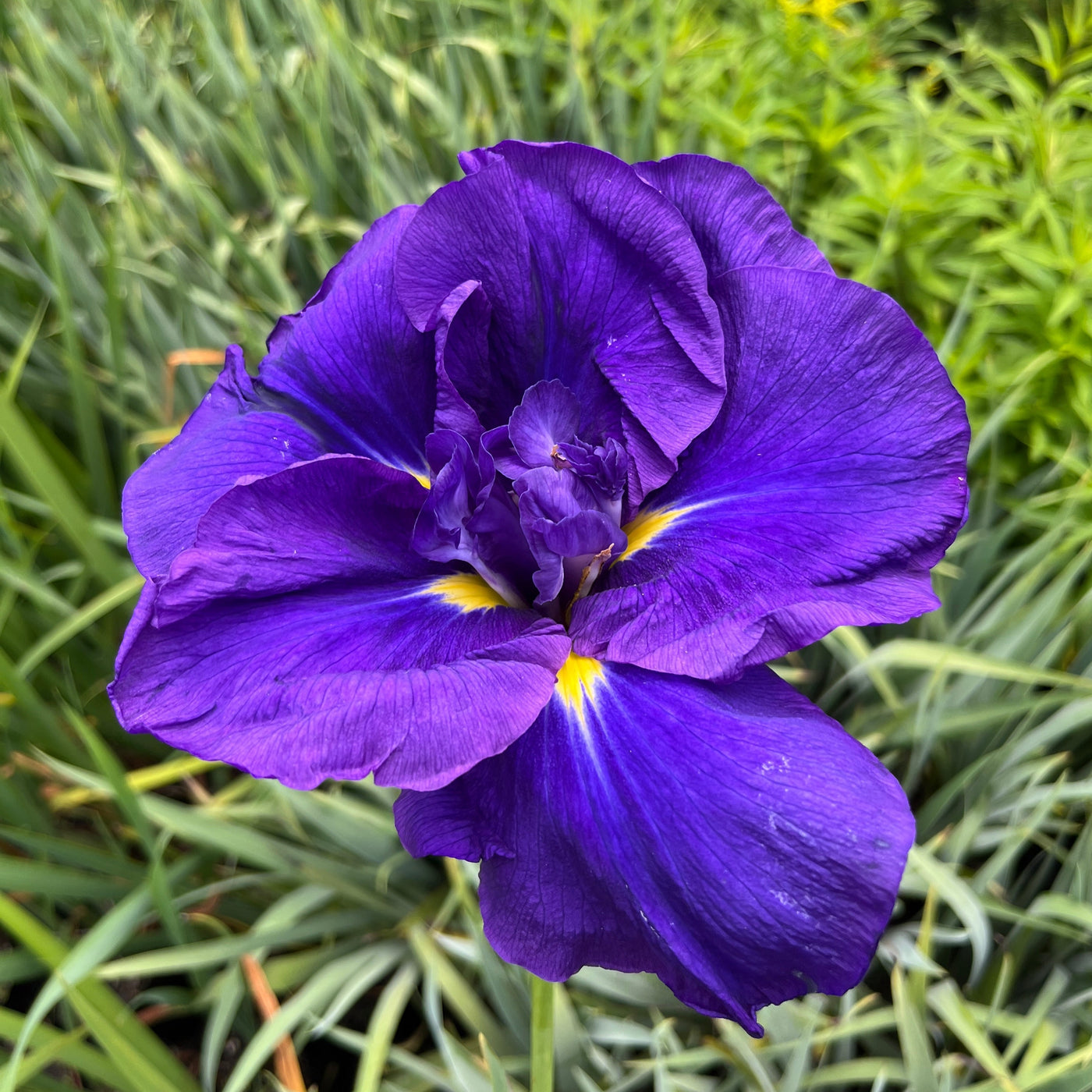 Iris sibirica | Hubbard's Purple