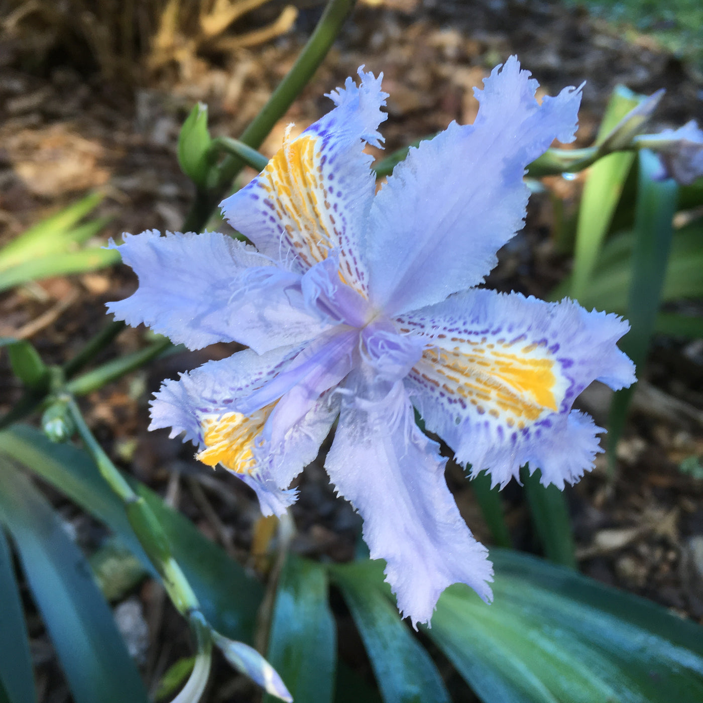 Puriri Lae | Iris wattii evansia | Blue