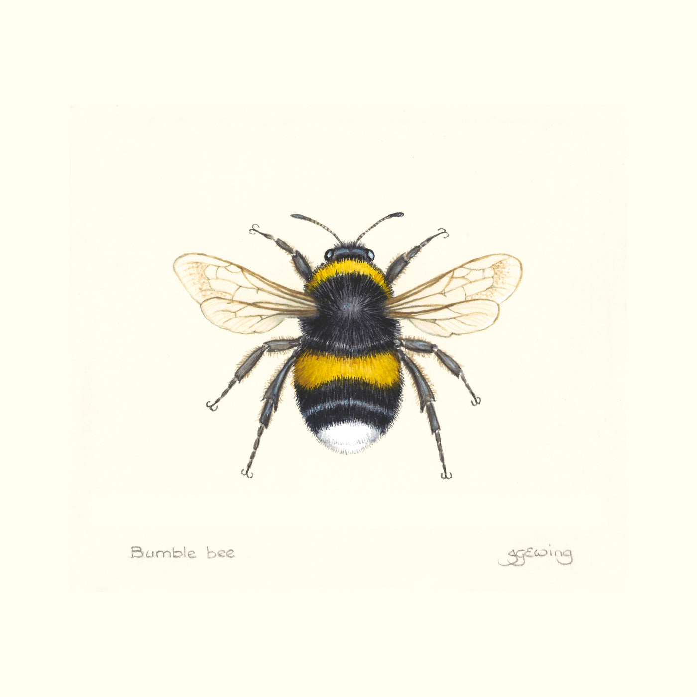 Jo Ewing | Bumble Bee | Fridge Magnet