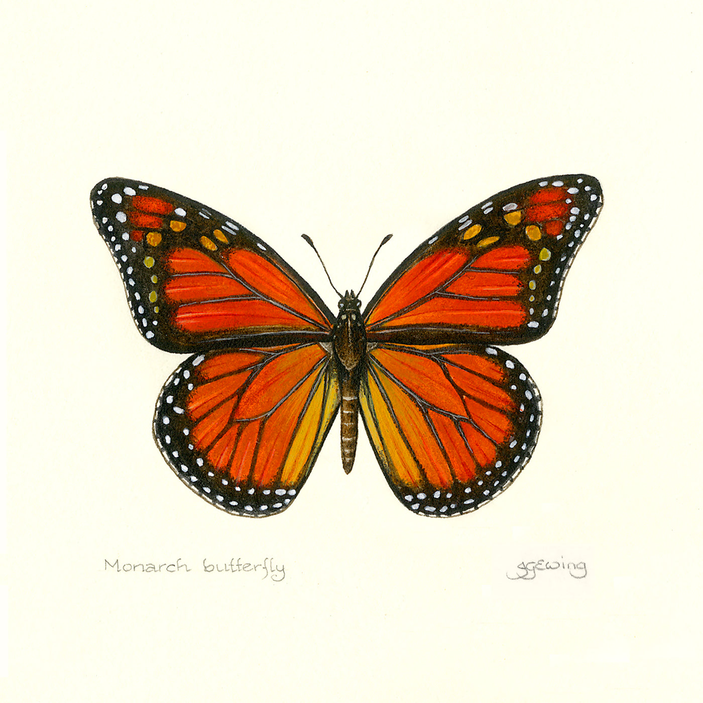 Puriri Lane | Jo Ewing | Monarch Butterfly