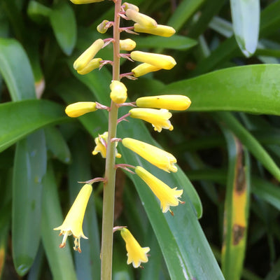 Puriri Lane | Kniphofia pauciflora | Miniature Yellow