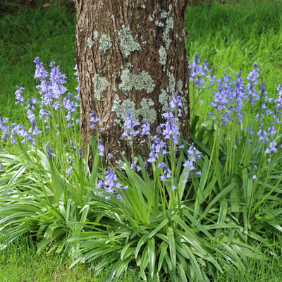 Puriri Lane | Hyacinthoides hispanica | Blue Bells