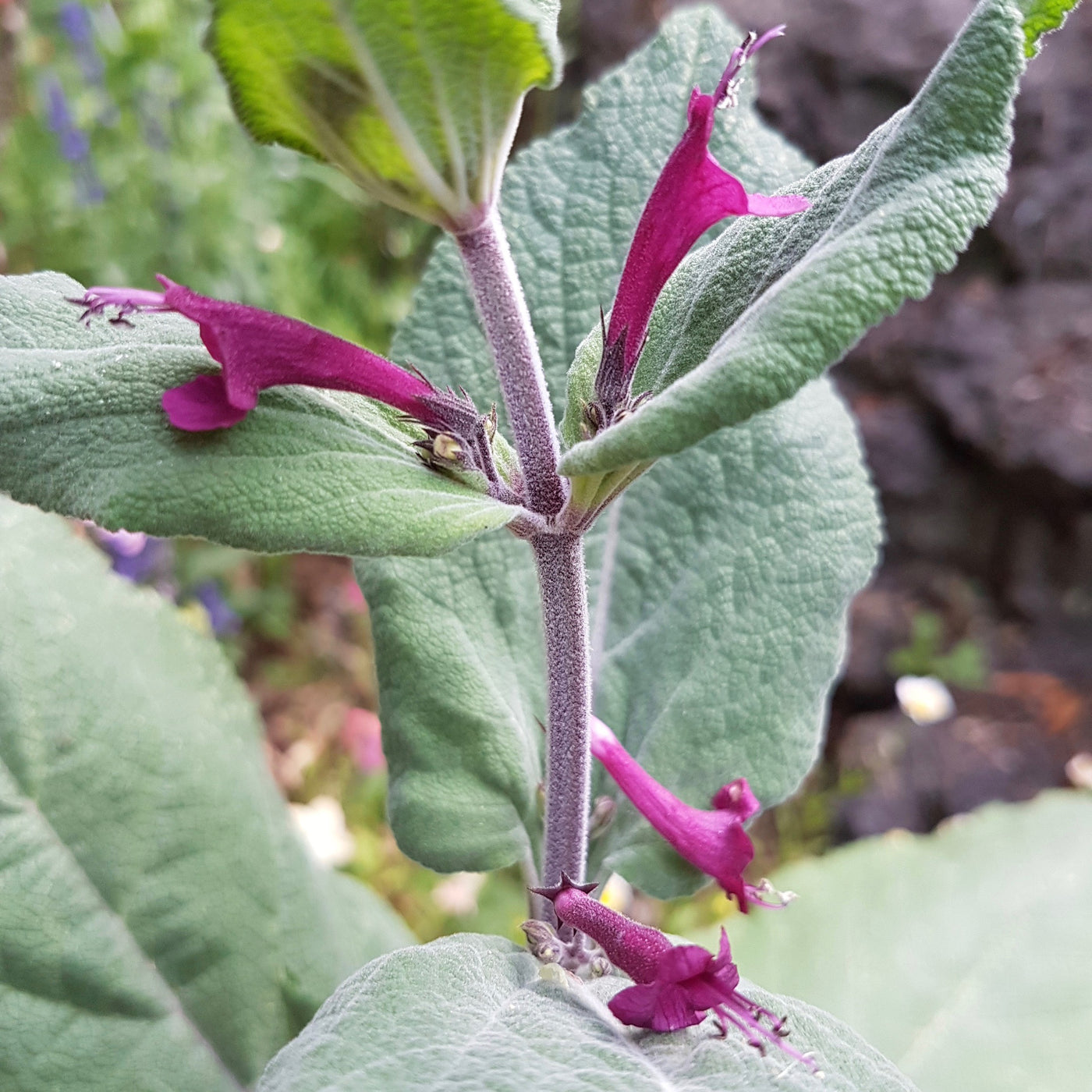 Puriri Lane | Lepechinia salviae