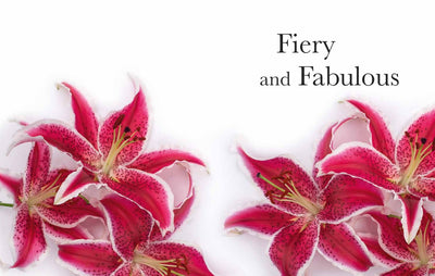 Puriri Lane | Lilies | Beautiful Varieties For Home & Garden | Naomi Slade