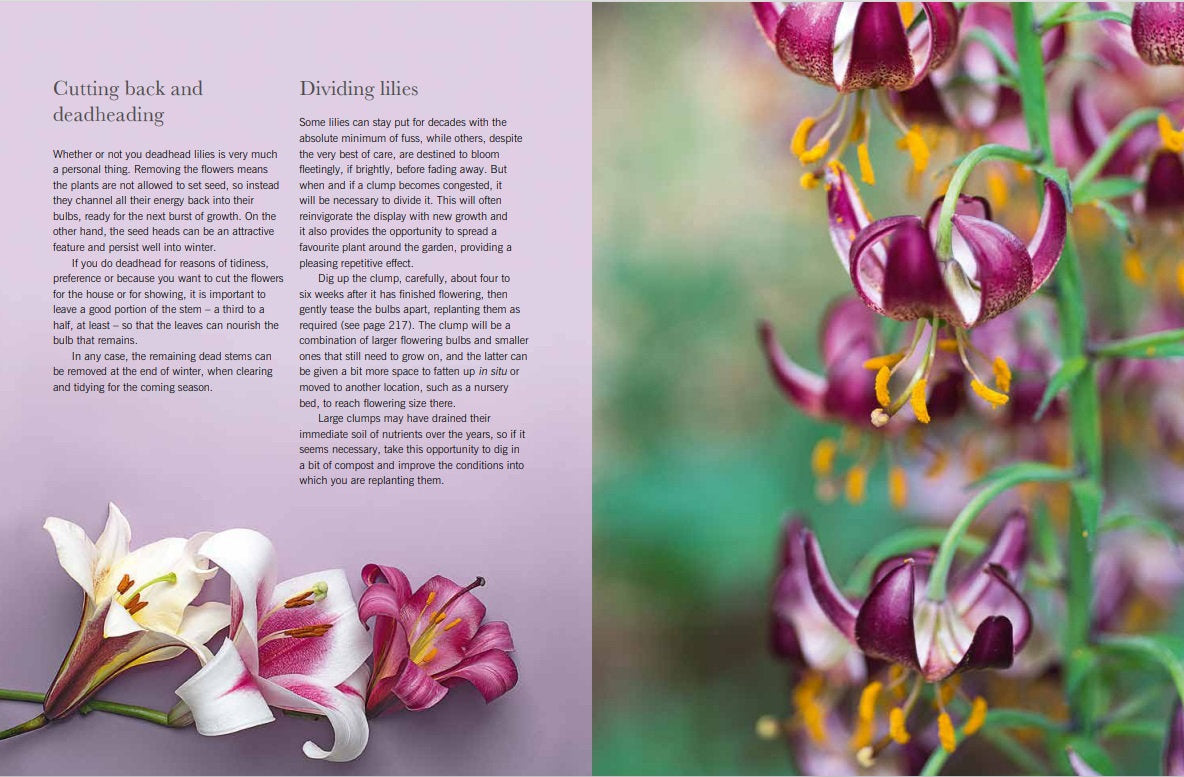 Puriri Lane | Lilies | Beautiful Varieties For Home & Garden | Naomi Slade