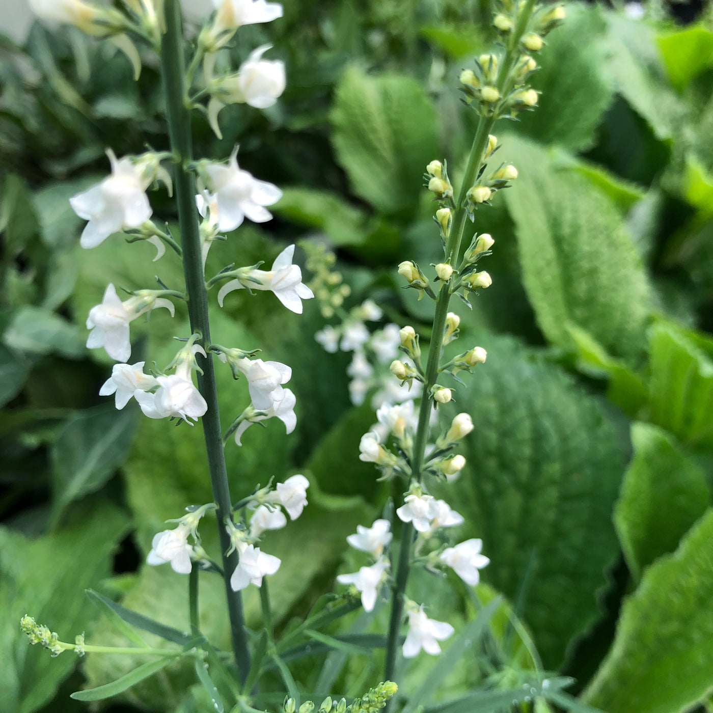 Puriri Lane | Linaria purpurea | Springside White