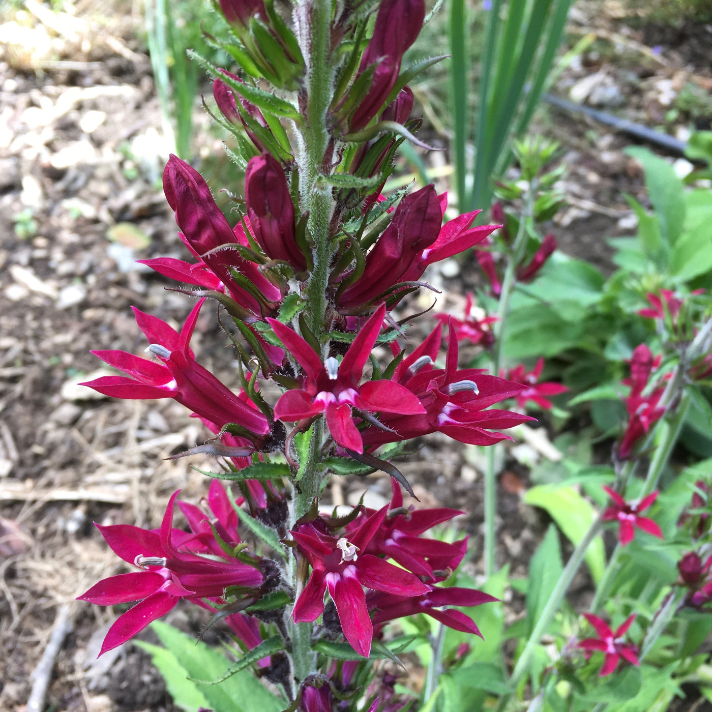 Puriri Lane | Lobelia Ruby Slippers