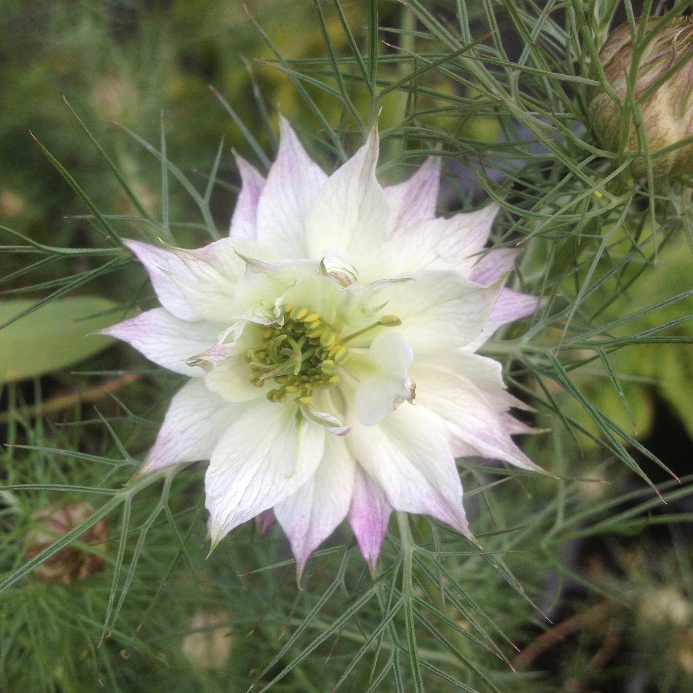 Nigella Damascena | Miss Jekyll Rose