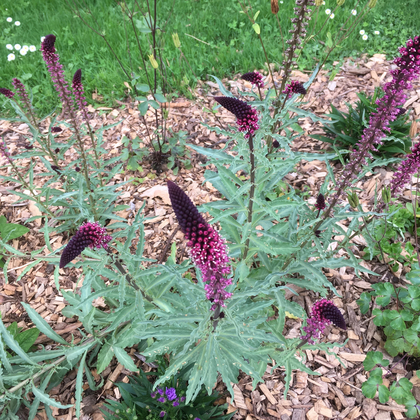 Puriri Lane | Lysimachia atropurpurea  | Beaujolais