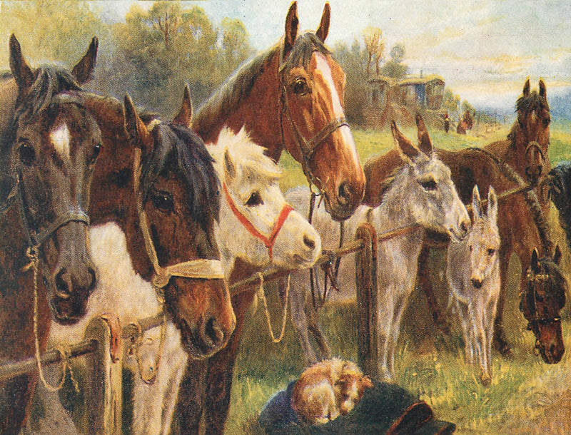 Puriri Lane | Ponies & Donkeys | Little Vintage